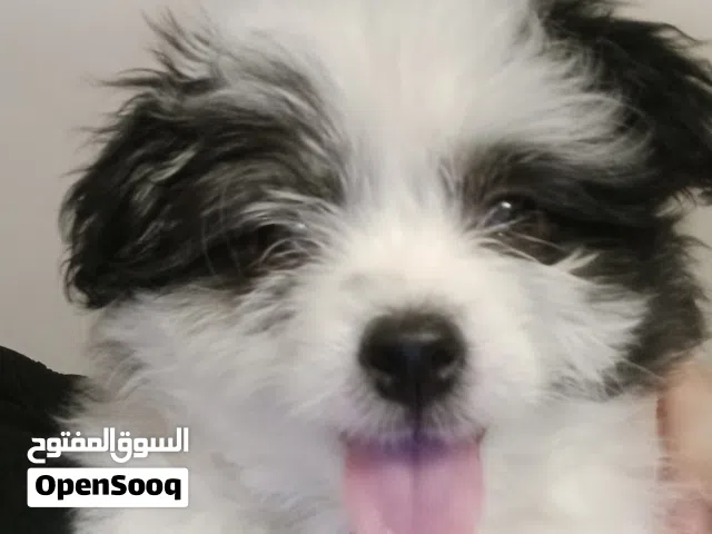 جرو شيتزو (Shih Tzu) بيور عمر شهرين حجم صغير جدا مناسب للشقق مطعم