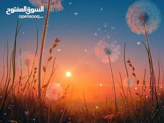 عدنان شاهين