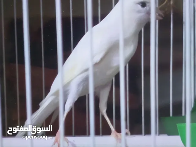 كنار جوز مع فحل