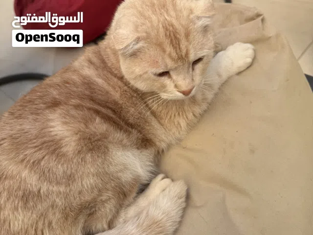 قطط للتبني