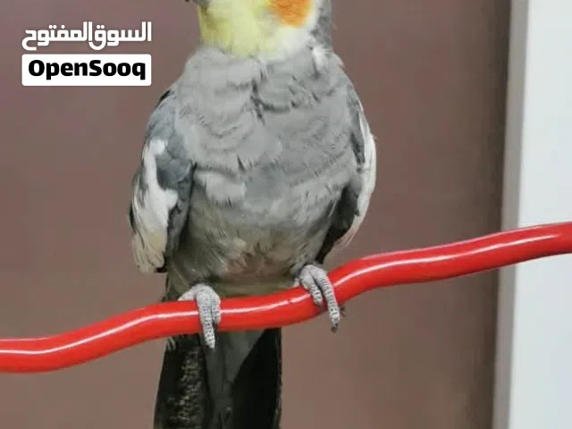ذكر كوكتيل