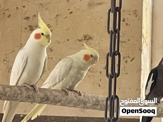 طيور كوكتيل للبيع