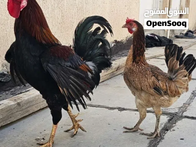 دجاج عرب كويتي للبيع اقاطرأ الوصف