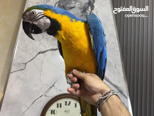 ببغاء مكاو أليف جدا