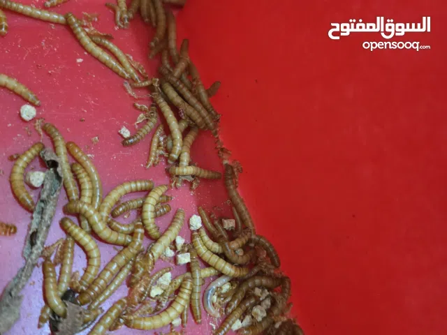 دود قبابي حي