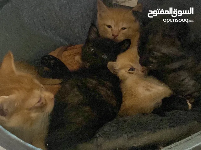 Cats for adoption قطط للتبني