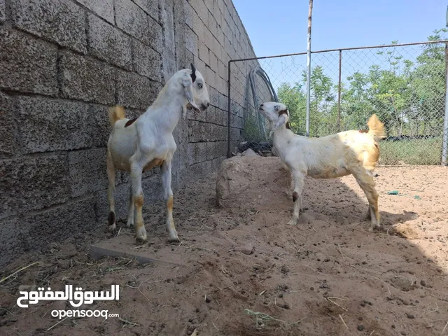 بركه الإمارات 2020 ابوظبي