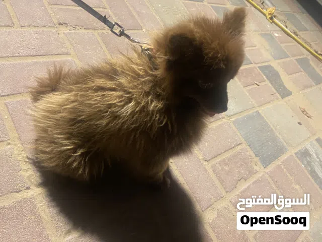 كلبه جميله