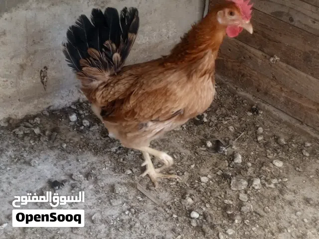 جاج بلدي بياض