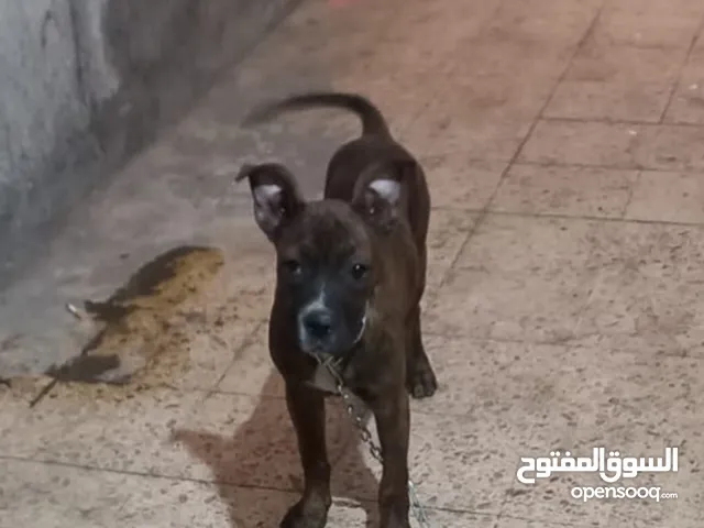 كلب بوكسر للبيع