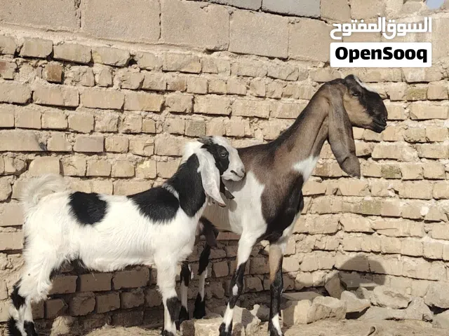 سلام عليكم   صخله ورها فحل وراكب صار شهرين ابيع فارغ ام ثاني بطن صخله خشنه ضروبه حجازي