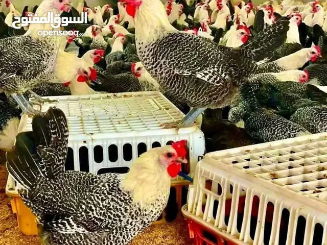 دجاج الفيومي البيور الأصلي الفضي