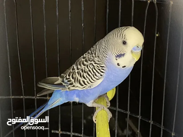 عصفور بادجي