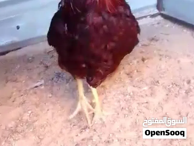 ديك رود ايلاند نخب اول
