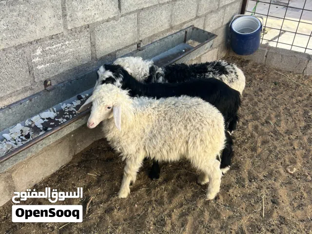 شاه جما مع ولدها تيس من حلال الجواميد الأصل