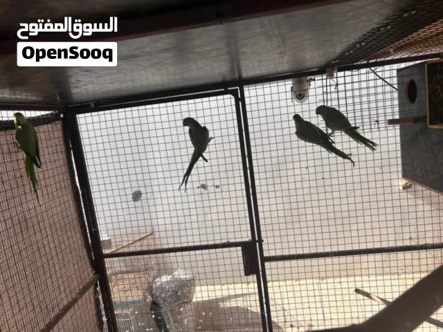 للبيع أزواج دره