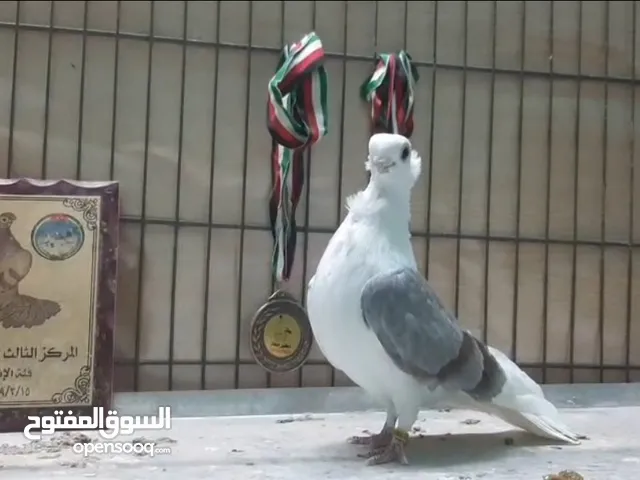 فحل كلوت شغال ومكفول مستوى جميل