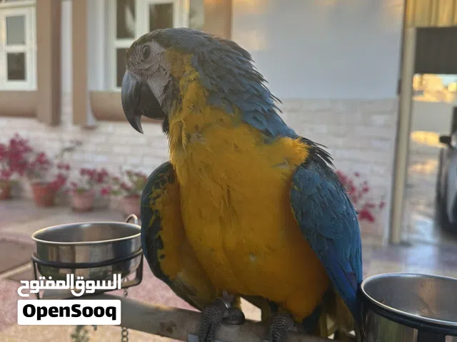 مكاو بلو انديلو