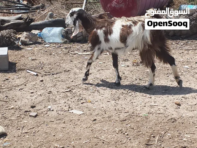 صخله شاميه ارتفاعها تلث بلوكات وشوي عليه  4 اشهر ابيعلك 3 اشهر ونص عن لمفاشل  صخله حلوه وسعرها مناسب