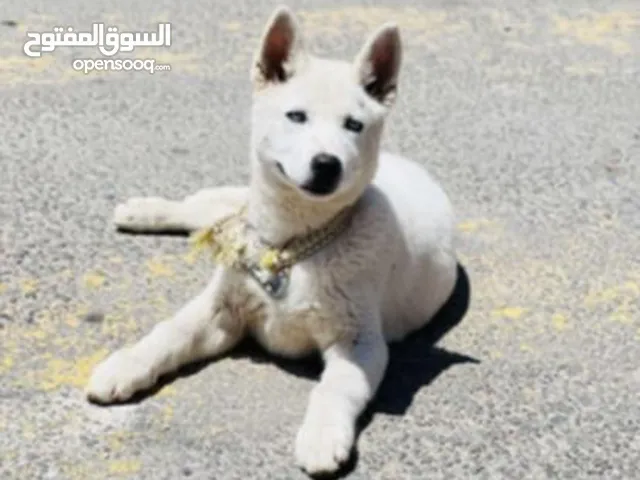 كلب هاسكي للبيع 60