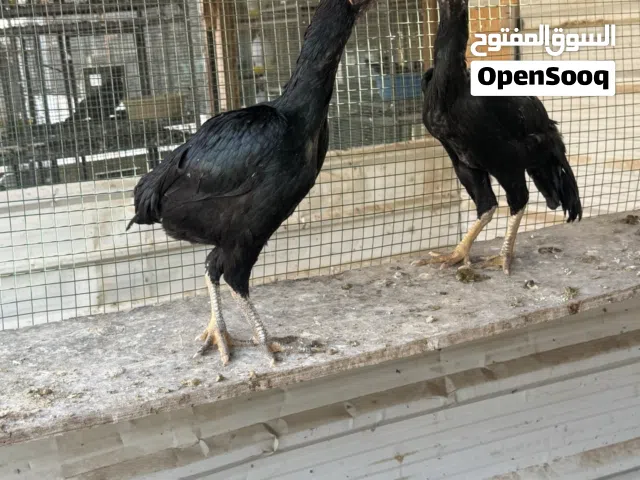 مفارخ هنوز
