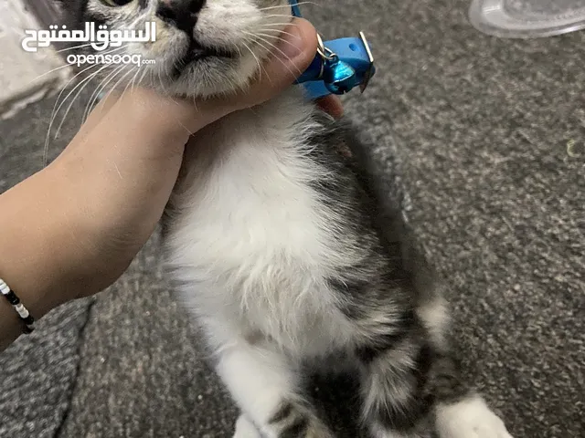 قطط للبيع 15