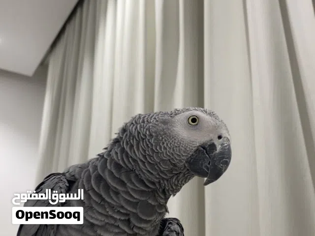 للبيع ببغاء كاسكو العمر 8 شهور مافيه عذاريب الحمدلله
