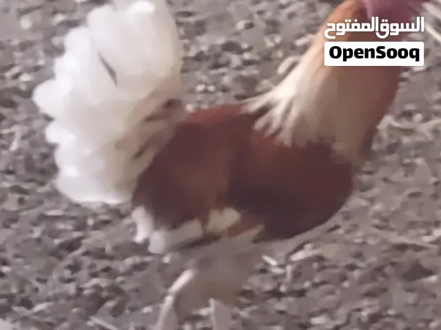 دياكه عمانيه والأبيض باكستاني