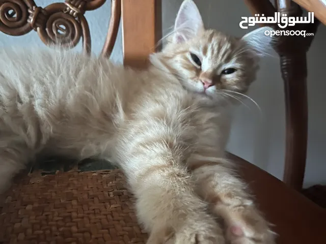 قطط لتبني /Cats for adoption