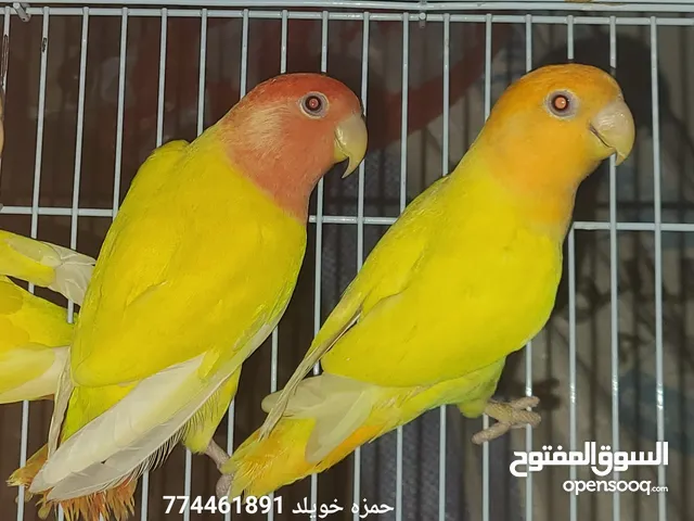 بسم الله ما شاء الله "متوفر 4 أزواج روز اباااااء منتجات من قبل " انزل الوصف .
