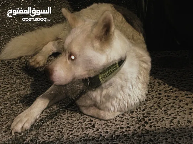 هاسكي لون ابيض لتبني