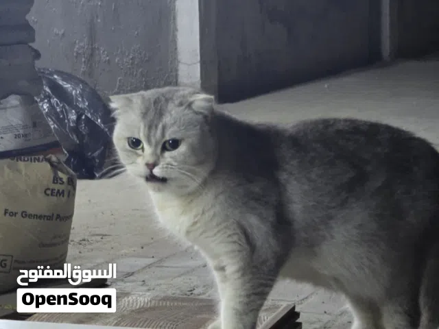 قط من سلالة سكوتش فولد
