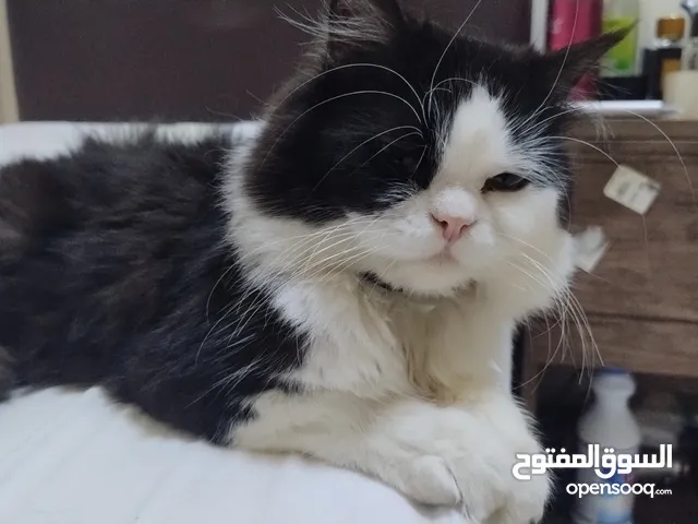 Balck & white shade male cat for adoption very playful male.