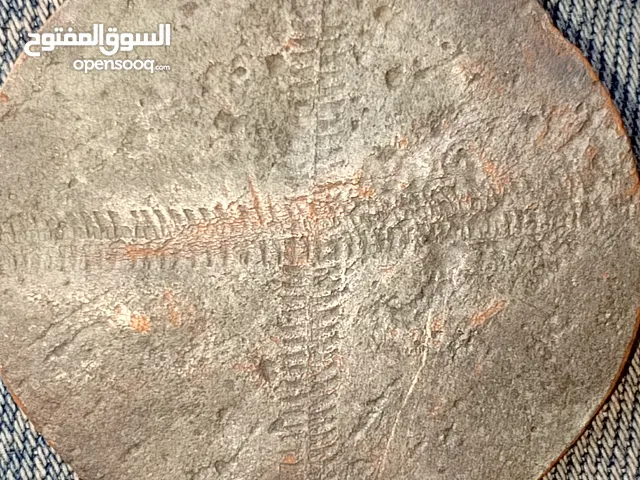10قطع من العملات القديمه في اربد شارع بلاط الشهداء