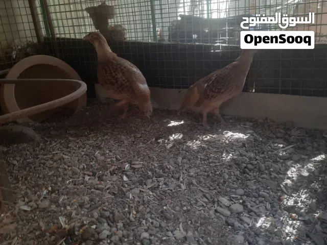 صفارد زوج باكستاني جامبو الاصفر جاهز
