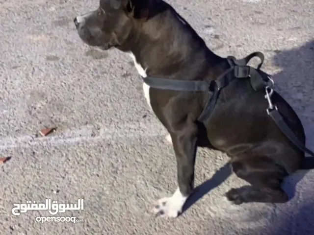 كلبة بيتبول