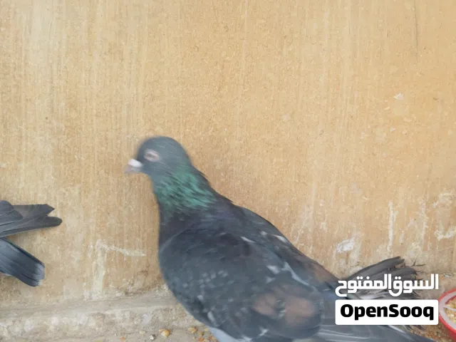 ذكر شقلباز سروال فلق