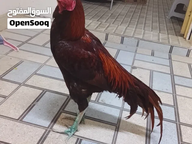 للبيع طير بيلا