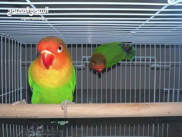 Fisher love birds طيور الحب الفيشاوي