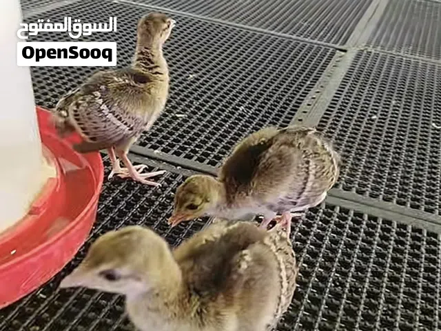 فروخ طاوس للبيع العمر اسبوع السعر 200