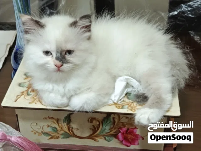 قطط للبيع   بنوتات هيمالايا بيور وشيرازى مخلط على هيمالايا 60يوم متعودين على الليتر بوكس وأكل البيت