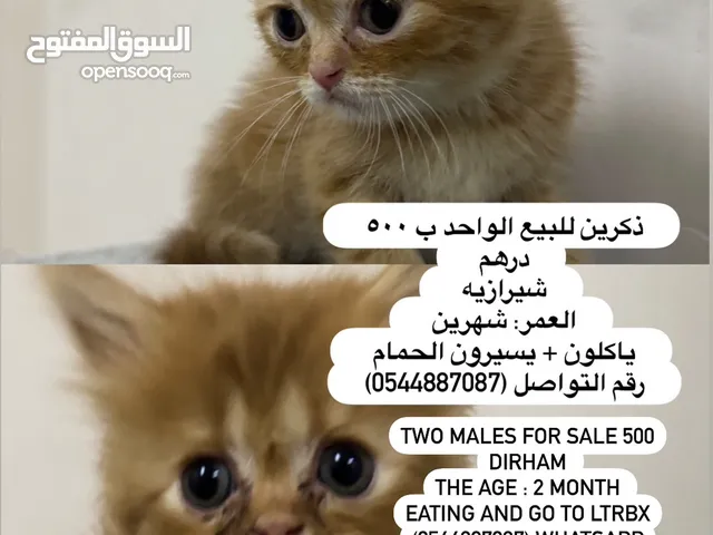قطط اللبيع  Cat for sale