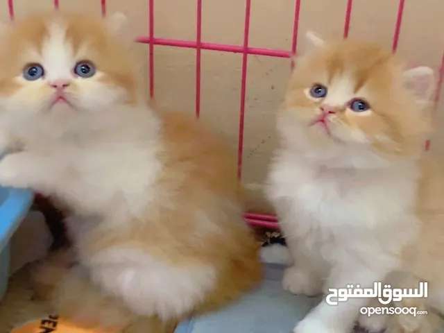 بيع وشراه جميع انواع الحيوانات الأليفة