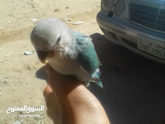 بركظيلو للترويض