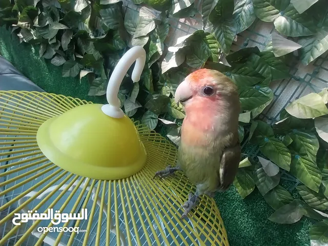 طير روز اليف جدا للبيع داخل اربد