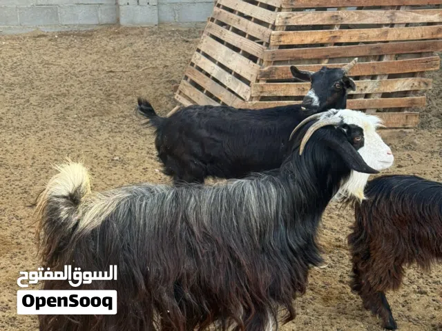 للبيع الاغنام عماني لتربية او لذبح سمين فول للتربيه ممتاز