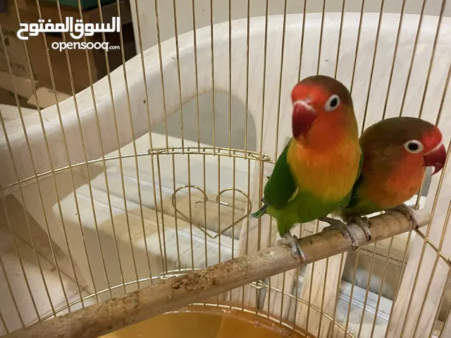 بيع طيور حب كناري