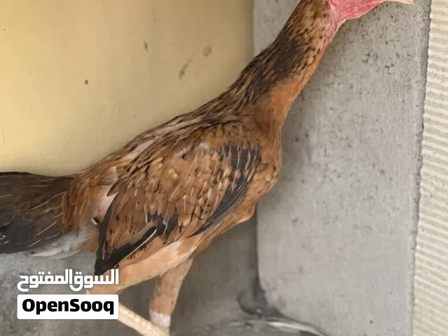 للبيع دجاج او ديج باكستاني ب تيلندي