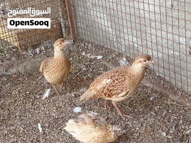 صفارد باكستانيه زوج للبيع تابع ف الأسفل للمعرفة أكثر