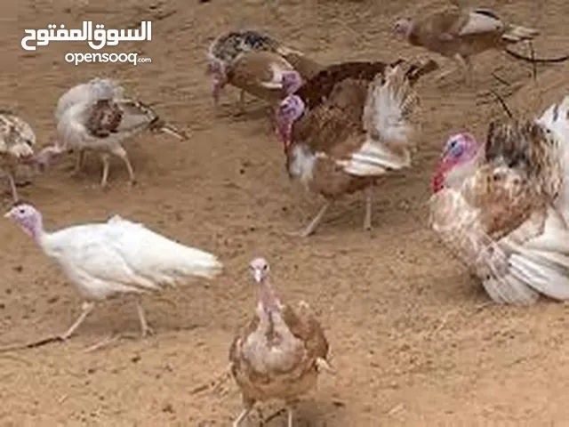 للبيع رومي